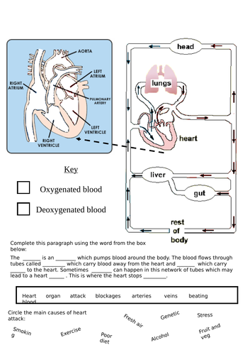 heart-and-circulation-worksheet-teaching-resources
