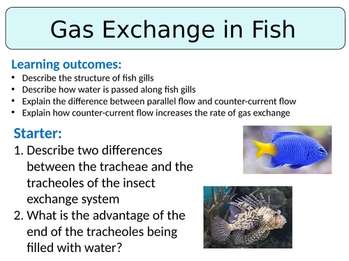 NEW (2016) AQA AS Biology – Gas Exchange in Fish | Teaching Resources