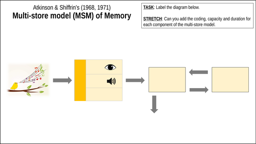 A Level Psychology The Multi Store Model Of Memory Memory Topic