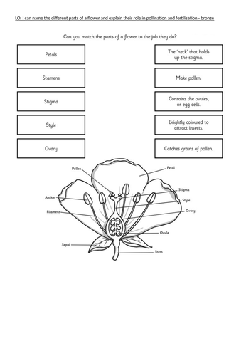 19+ Parts Of A Flower Worksheet