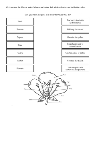 Life Cycle of a Plant - Parts of a Flower