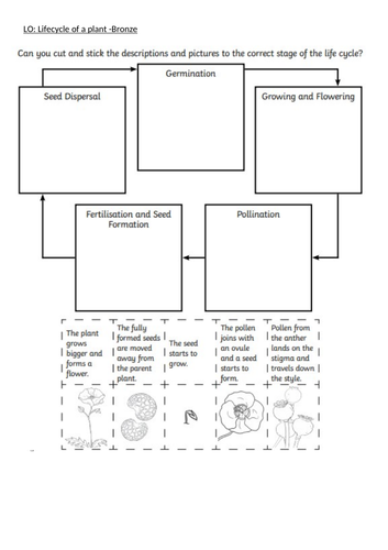 Life Cycle of a Flower - Stages of a Flower's Cycle