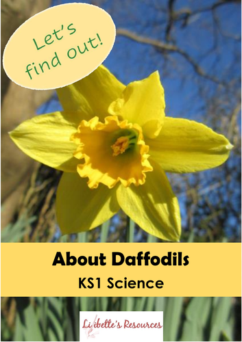 KS1 Science: Daffodils lesson + Power Point | Teaching Resources