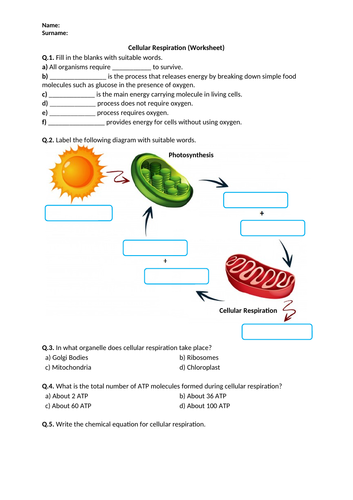 Cellular Respiration - Worksheet | Distance Learning