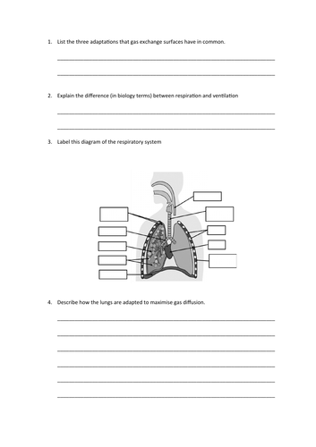 Gas Exchange Slides and Worksheet (A-Level Biology AQA) | Teaching ...