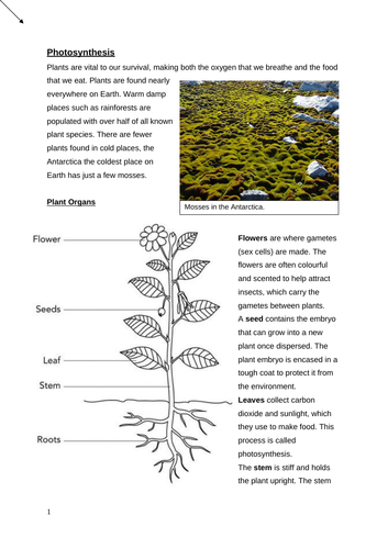 GCSE Photosynthesis Booklet | Teaching Resources