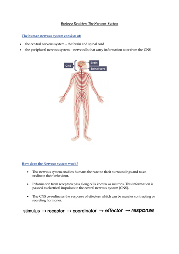 assignment 2.1 nervous system medical terms