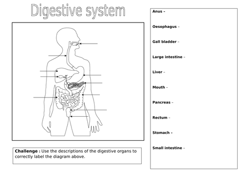 The digestive system AQA combined science trilogy GCSE Biology ...