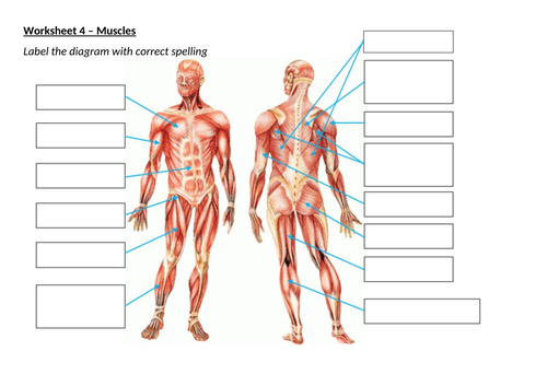 aqa-gcse-pe-major-muscles-of-the-body-teaching-resources