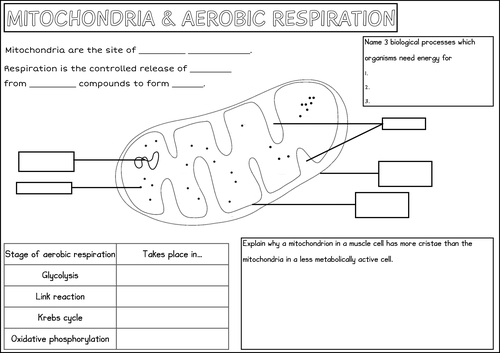 A-level Biology Respiration Summary Worksheet Bundle 