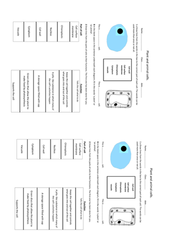 Activate B1 Cells - Cells (KS3)