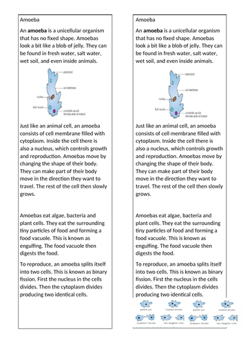 Activate B1 Cells - Unicellular Organisms (KS3)