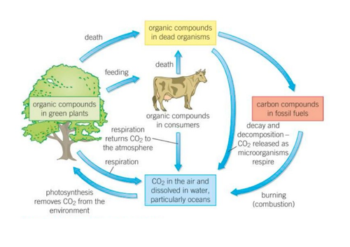 AQA GCSE Biology (9-1) B17 Organising an ecosystem - B17.3 The carbon ...