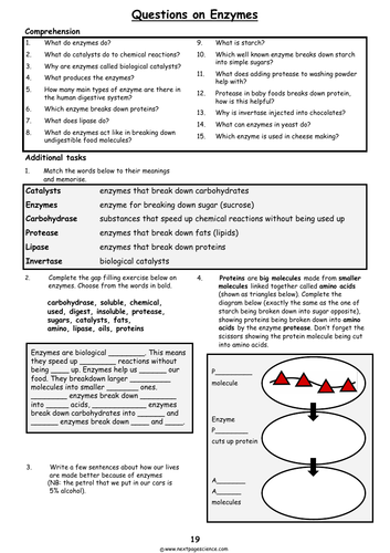 Enzymes: Digestion and Other Uses | Teaching Resources