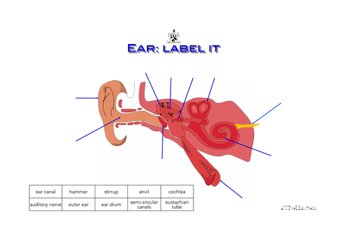 Ear: label it
