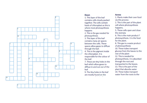 Structure of the leaf CROSSWORD Teaching Resources