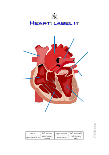 Heart: label it
