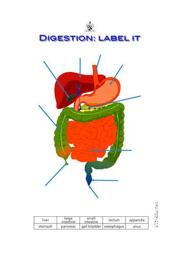 Digestion: label it