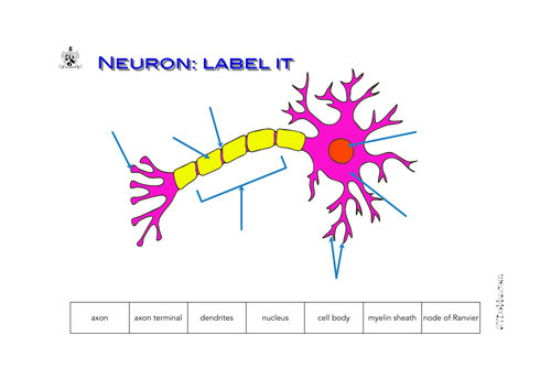 Neuron: label it