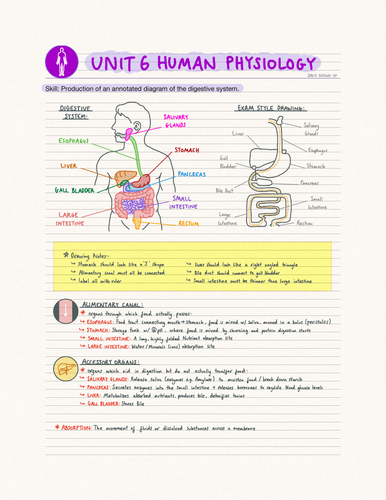 IB Biology Unit 6 Human Physiology (SL)