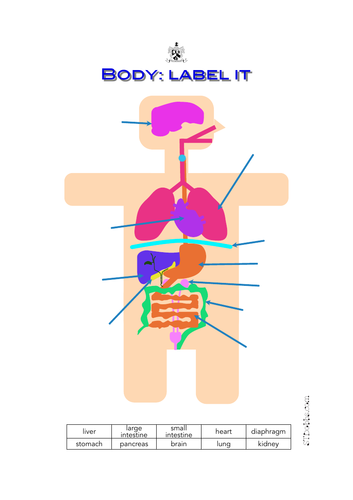 Body organs: label it