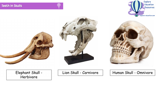 KS2 Teeth - Outstanding Science Lesson | Teaching Resources