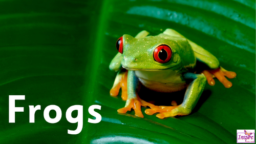 Frogs - Lifecycle and fun facts | Teaching Resources