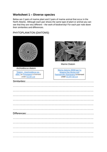 Ocean Biodiversity, Food Webs and Habitats | Teaching Resources