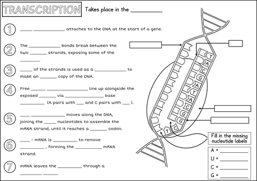 biology protein synthesis worksheet