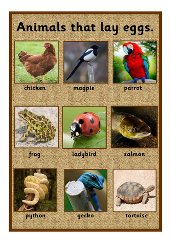 Animals that lay eggs display poster hessian/natural back ground KS1 EYFS  science | Teaching Resources