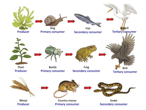 KS2 (Yr 5) - Food Chains & Food Webs (Diagram, Worksheets & Worksheet ...