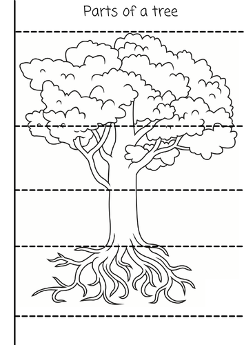 Parts of a tree flip out booklet | Teaching Resources