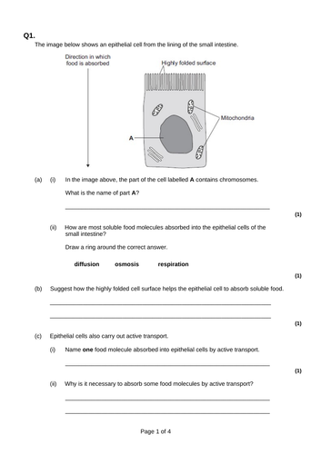 Active transport | Teaching Resources