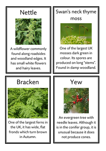 plant classification worksheet