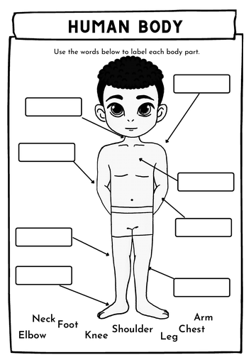 human body parts matching worksheet teaching resources