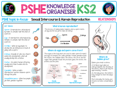 Pshe Knowledge Organiser Sex And Human Reproduction Teaching Resources