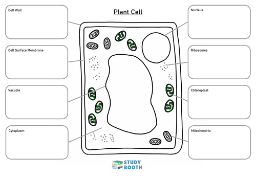 Animal & Plant Cell worksheets: Colour & label | Teaching Resources