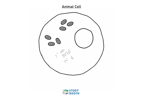 animal cell unlabeled