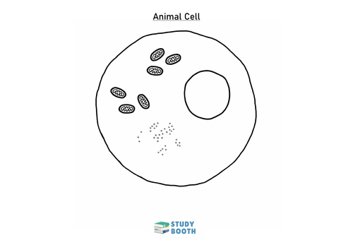 Animal & Plant Cell worksheets: Colour & label | Teaching Resources