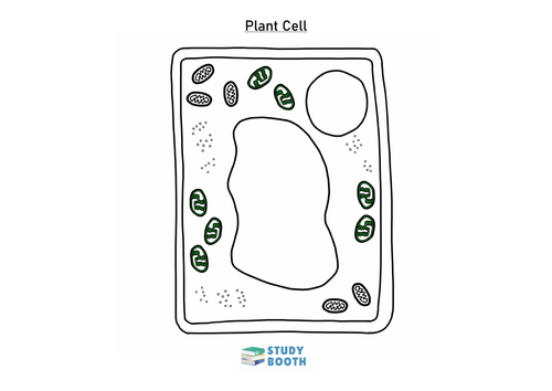 blank simple plant cell diagram