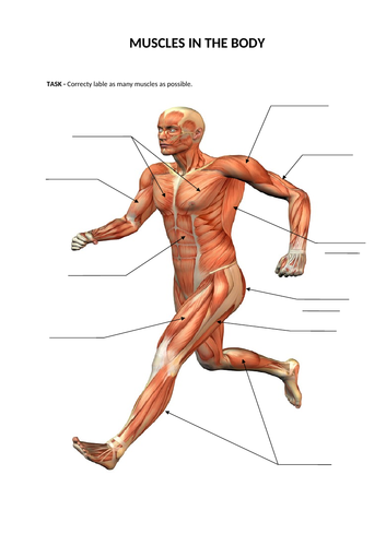Activate One - B2 - Structure and Function of Body Systems - Movement ...