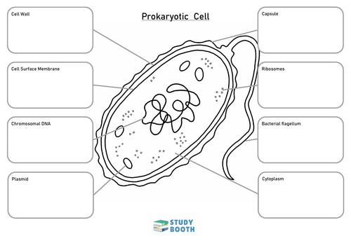 prokaryotic cell diagram unlabeled