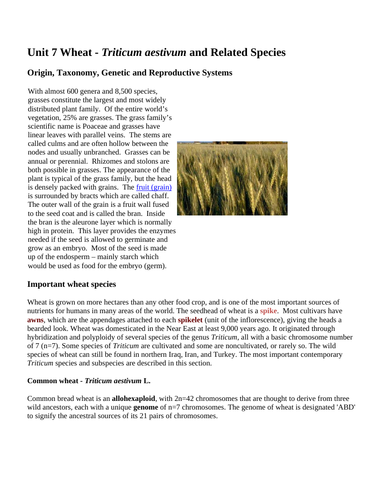 wheat research paper pdf