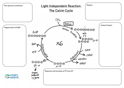 calvin cycle blank diagram