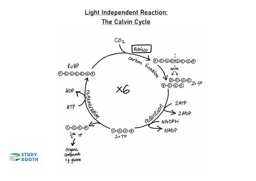 The Calvin Cycle A Level Biology Aqa