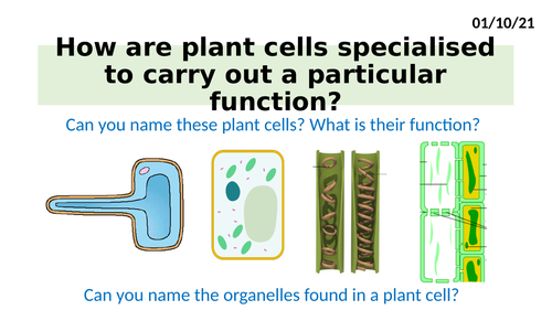 AQA Synergy 2.6.1 - 2.6.2 - Specialised plant cells | Teaching Resources