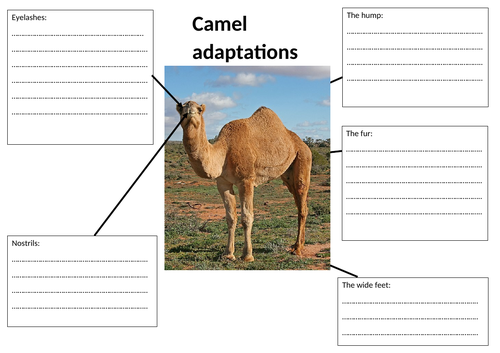 primary homework help camel adaptation