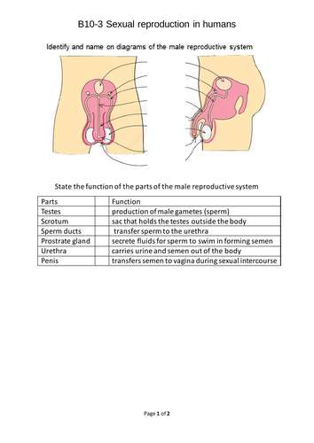 B10-3 Sexual reproduction in humans | Teaching Resources
