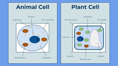 Cell & Microscope Display (Simple) | Teaching Resources