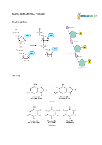 Aqa A Level Biology Biological Molecules 8 And 9 Teaching Resources 1268